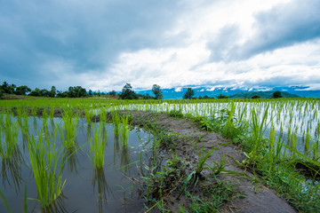 View landscape of Pa Bong Piang Chiang Mai in Thailand.