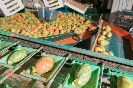 Just picked and dethorned prickly pears in the conveyor belt for the automatic calibrating process