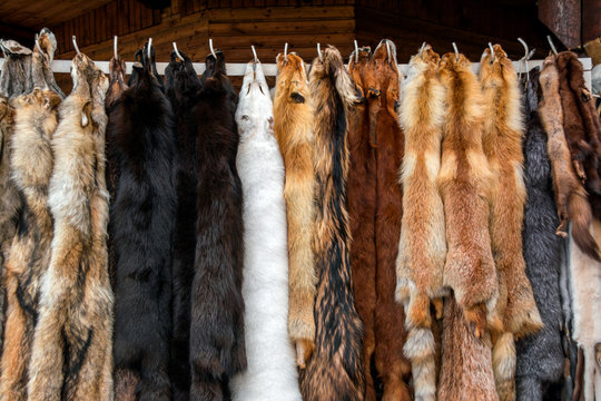 Furs For Sale, Tanned Hides