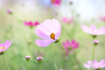 flowers pink gentle beautiful bright
