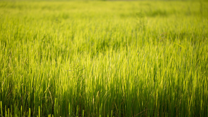 Green rice fields are progressively grow.