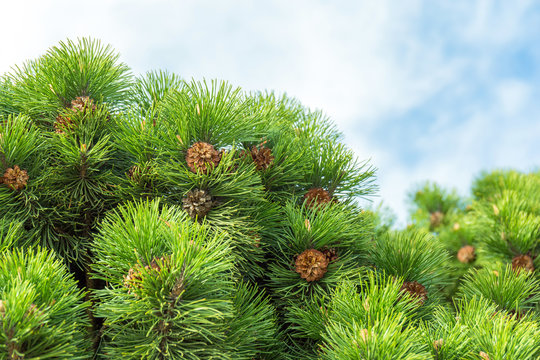 Green fur tree with cones on cloudy background
