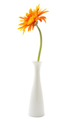 single gerbera  flower yellow on vase isolated