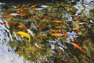 Fototapeta na wymiar pond with many colorful koi fish