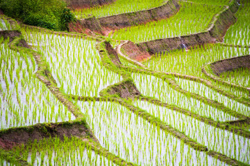 View landscape of Pa Bong Piang Chiang Mai in Thailand.