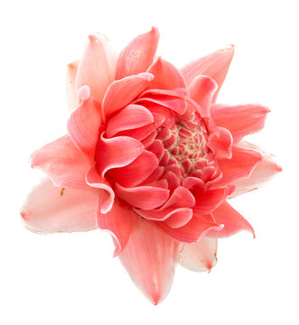 closeup pink torch ginger flower etlingera elatior