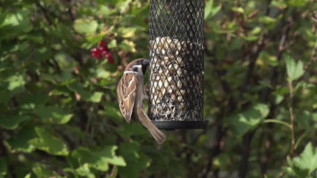 Video of two tree sparrow birds sitting on a birdfeeder eating peanuts