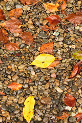 Wet fallen colorful autumn leaves