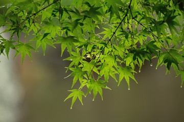 Summer Background Fresh Green Maple leaves