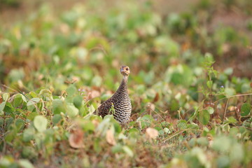 Chinese francolin (Francolinus pintadeanus) in Thailand

