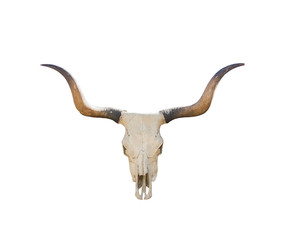 Buffalo skull on white