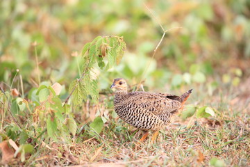 Chinese francolin (Francolinus pintadeanus) in Thailand

