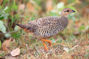 Chinese francolin (Francolinus pintadeanus) in Thailand

