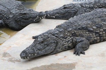 Crocodiles