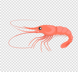 Oysters Variations Vector Illustration