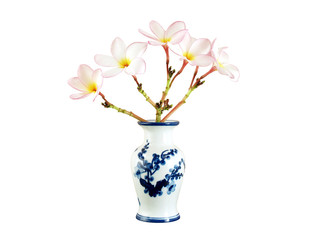 pink plumeria or frangipani bouquet in chinese vase isolated on white