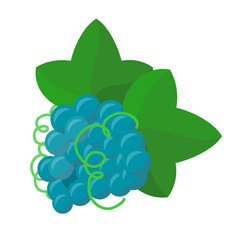 Grape Vector Illustration in Flat Design.