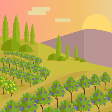 Vineyard Plantation of Grape-Bearing Vines