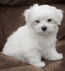 Maltese Puppy