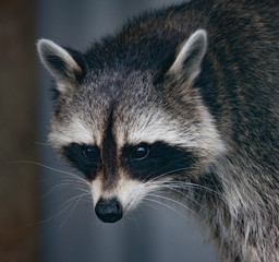 Racoon