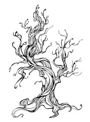 contour of the old tree