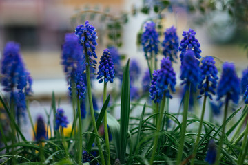 Blue flowers in Kobe, Japan