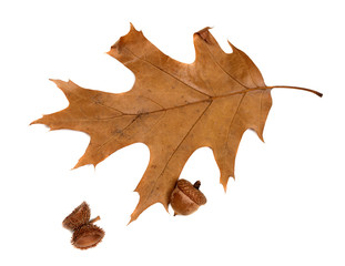 Autumn leaf of oak and acorns