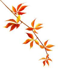 Naklejka na ściany i meble Autumn branch of grapes leaves