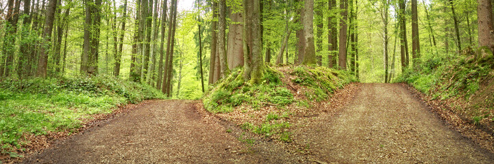 Weg der Entscheidung - Waldweg