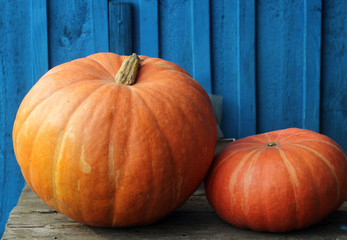 Two gourd close-up on the blue wooden background after harvest
