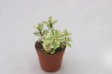 Crassula