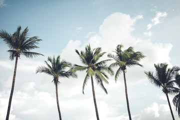 Vintage nature photo of coconut palm tree in seaside tropical coast