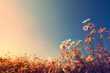 Vintage landscape nature background of beautiful cosmos flower field on sky with sunlight in autumn. retro color tone filter effect