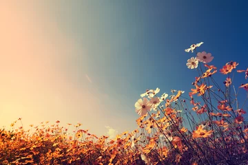 Fototapeten Weinleselandschaftsnaturhintergrund des schönen Kosmosblumenfeldes auf Himmel mit Sonnenlicht im Herbst. Retro-Farbton-Filtereffekt © jakkapan