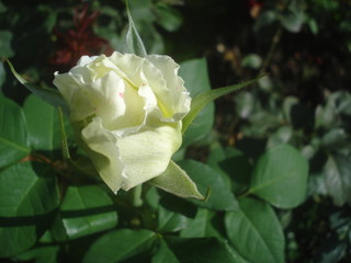 White rose bud