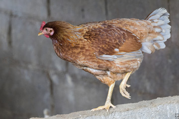 The image of a beautiful brown chicken.
