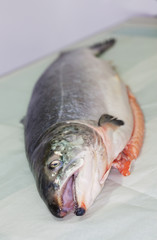Salmone.