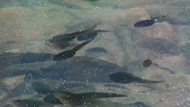 Hundreds of tadpoles swim in a serene, shimmering jungle pond, dozens of eggs decorate the water surface.