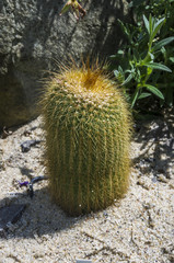 kaktus w ogrodzie,  Kaktus im "Gardens by the Bay" © Krzysztof Matloch