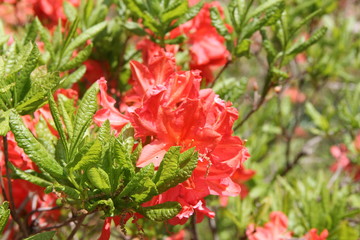 シャクナゲ(オレンジ)