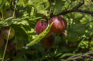dojrzały owoc czerwonego agrestu na krzewie w ogrodzie