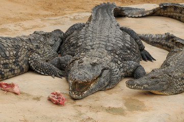 Crocodiles