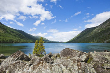 Fototapeta na wymiar Tree and rocks. Multinskiye lake, Altai mountains