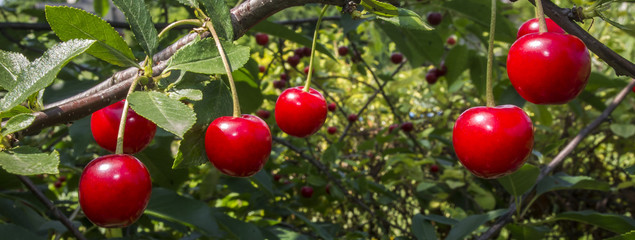 Czerwony dojrzały owoc wiśni na drzewie w ogrodzie - obrazy, fototapety, plakaty