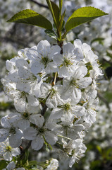 Kwitnące drzewo wiśni, biały kwiat wiśni - obrazy, fototapety, plakaty