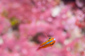 Blue-striped cave goby