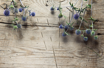 wild thistles, thorns on wooden background