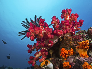 Naklejka premium Soft Coral, Stachlige Weichkoralle (Stereonephthya sp)