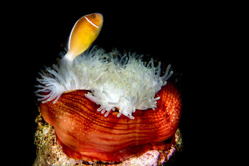 Clown fish inside red anemone in indonesia - Powered by Adobe