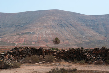 Fuerteventura, Isole Canarie: il paesaggio dell'isola con le palme, il muretto a secco e la terra rossa il 31 agosto 2016